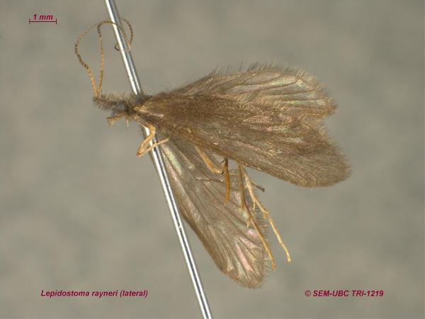 Photo of Lepidostoma rayneri by Spencer Entomological Museum